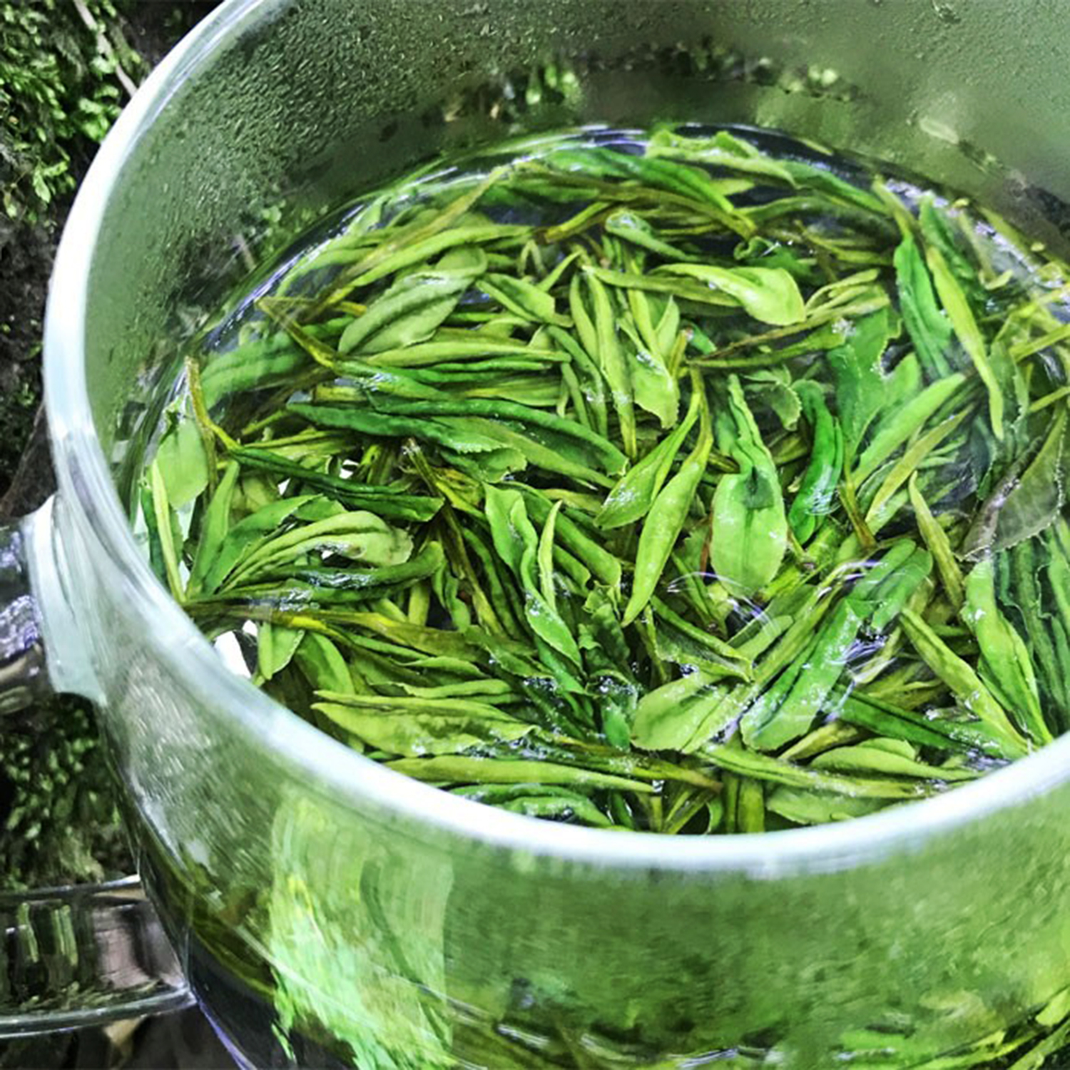 新茶--顾渚紫笋茶2023长兴核心产区高山绿茶春茶野山茶雨前茶袋装