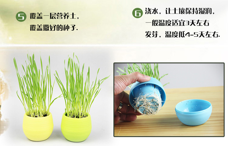 Hương vị nó thú cưng nhỏ hoang dã báo mèo cỏ hộp hạt giống trồng bóng tóc mèo ăn nhẹ có thể được trồng 4 lần thức an cho mèo giá rẻ