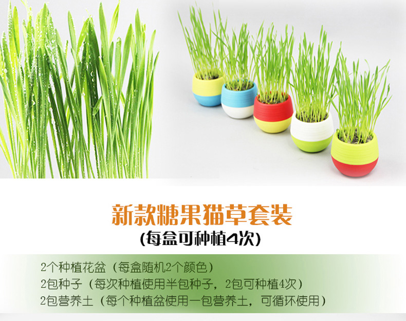 Hương vị nó thú cưng nhỏ hoang dã báo mèo cỏ hộp hạt giống trồng bóng tóc mèo ăn nhẹ có thể được trồng 4 lần thức an cho mèo giá rẻ