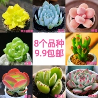 8 кусочков типа C [сорт на картинке]