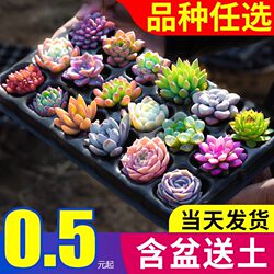 Succulent plant combination potted small green plants, flowers and jade dew, large and easy to grow indoor high-quality succulents, old piles with pots