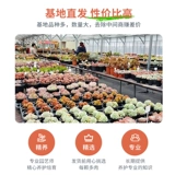 Сочные растения комбинированные растения зеленое растение цветочный стой