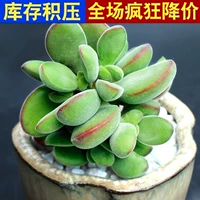 Серая поэзия Ruodi 3-5 см.