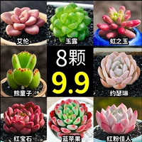 8 моделей бутика суккулентов [доставка по картинке]