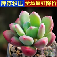 Лимонно-желтый Qingxing Beauty 3-5 см, одинарный
