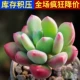 Лимонно-желтый Qingxing Beauty 3-5 см, одинарный