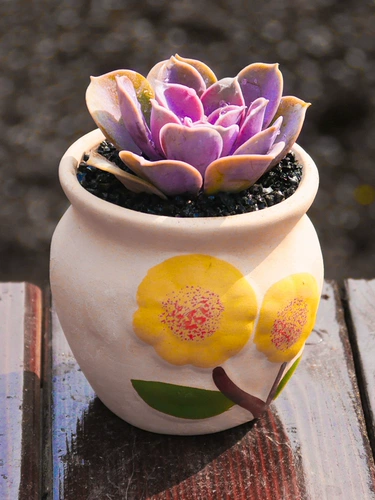 Purple Parl Red Heart Lotus Cuvulent Plant Комбинированная комбинация маленький цветок с горшечным пакетом.