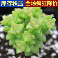 Camel Xiaomi Star 3-5 см. Одному заводу