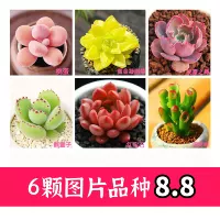 6 типов 6 [сорт на картинке]