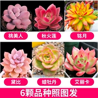 6 моделей моделей бутика суккулента [доставка по картинку]