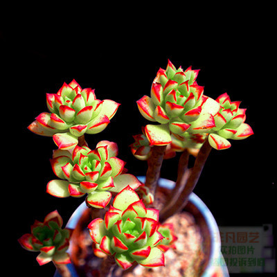 绿植客厅组合驱虫多肉盆栽净化植物820小大碰碰香花卉香草和锦