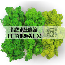 Immortal bryophyte deer mule lichen dried flower glass cover DIY auxiliary material landscaping New Years Day gift background wall