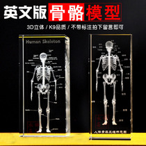  Human bone model decoration 3D organ planing diagram display specimen Medical student commemorative gift with English version