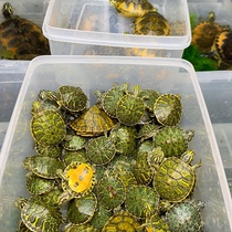 Lets choose a fine flame