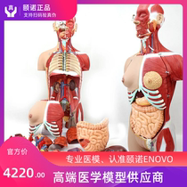 ENOVO 85CM human organ system anatomy model Medical torso internal organ muscle anatomy model