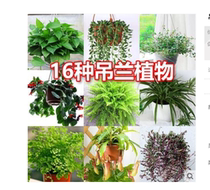 Goldfish chandeliers Phnom Penh Gold Heart Chandelia Home Office Potted Formaldehyde Purified Air Green turquois