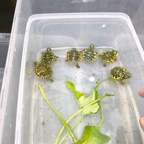 Lets choose a fine flame