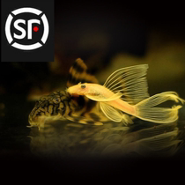 Fish tank cleaning fish scavenger Living Fresh Water golden beard fish sail eating fish excrement algae garbage tropical fish