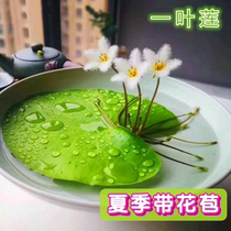 One leaf lotus bowl lotus aquatic flower hydroponic plant indoor balcony Four Seasons flowering potted fish tank floating lotus