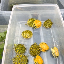 Lets choose a fine flame