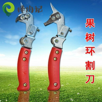 Honey pomelo jujube tree apple pear tree fruit ring cutter apple pear tree adjustable size tree ring cutter ring branch shears