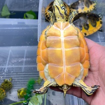 Lets choose a boutique flame