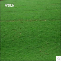 Slope protection lawn seed bluegrass seed bluegrass seed high quality bluegrass seed Greening slope protection cold resistance