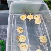 Lets choose a boutique flame