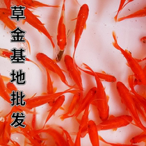 Grass goldfish live fish endure live good small fish live ornamental fish fry carp red grass Golden fresh water cold water fish Koi