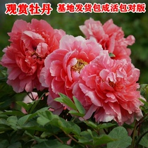 Authentic Luoyang peony seedlings four seasons planting Indoor and outdoor garden green plants flowers potted double-petal peony seedlings