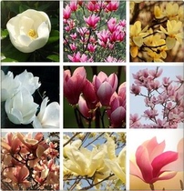 New Tseyulan Seed Red Jade Orchid Seed White Jade Orchid Seed Guangyulan Seed Lily Magnolia Seed Forest Seed