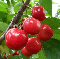 Big Cherry cherries fresh red lights Yin peach cherries now picking pregnant women fruit season