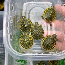 Lets choose a fine flame