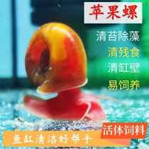Apple snails Adult living ornamental snails Algae removal snails Fish tank cleaning snails eat fish shit tools snails Freshwater breeding feed