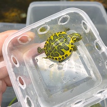 Lets choose a boutique flame