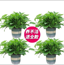 Big green potted indoor flower green plant green cropped orchid hydroponic formaldehyde evolution air plant