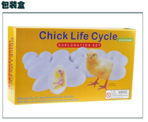 Chicken embryo growth model toy egg hatching Reproductive Development Process Demonstration teaching aids biological birds