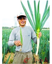 Japanese imports of Yuan Zang green onion seeds suitable for large-scale open field cultivation of high-yield disease-resistant vegetable seeds