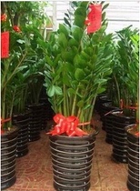 70cm money tree potted plant leaves formaldehyde purification air green potted plant Shanghai flower market direct delivery