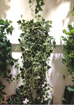 Simulation specialty white edge Ivy simulation flower simulation grass artificial flower simulation plant wall scene flower