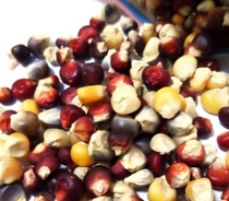 Colorful colorful corn grain 100g hamster golden silk bear guinea pig grinding tooth snacks with little darling