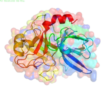 3D molecular model printing of enzyme protein nucleic acid DNA RNA NCBI BLAST RCSB PyMol