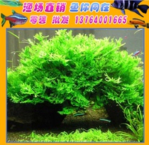 Aquarium landscaping antlers Iron Crown aquatic plants foreground ornamental aquatic plants 40~60 leaves can be bundled