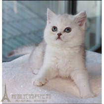 Silver Gradually Layer British Shorthair Cat Thoroughbred Silver Graded Scottish Folding Cat Ear Cat Living Pet p