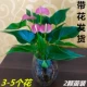 Бутик-розовая ладонь, горшок из 2 кусочков 3-5 цветов