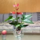 Горшок из красной ладони, 2, 2, 3-5 цветов [сталь