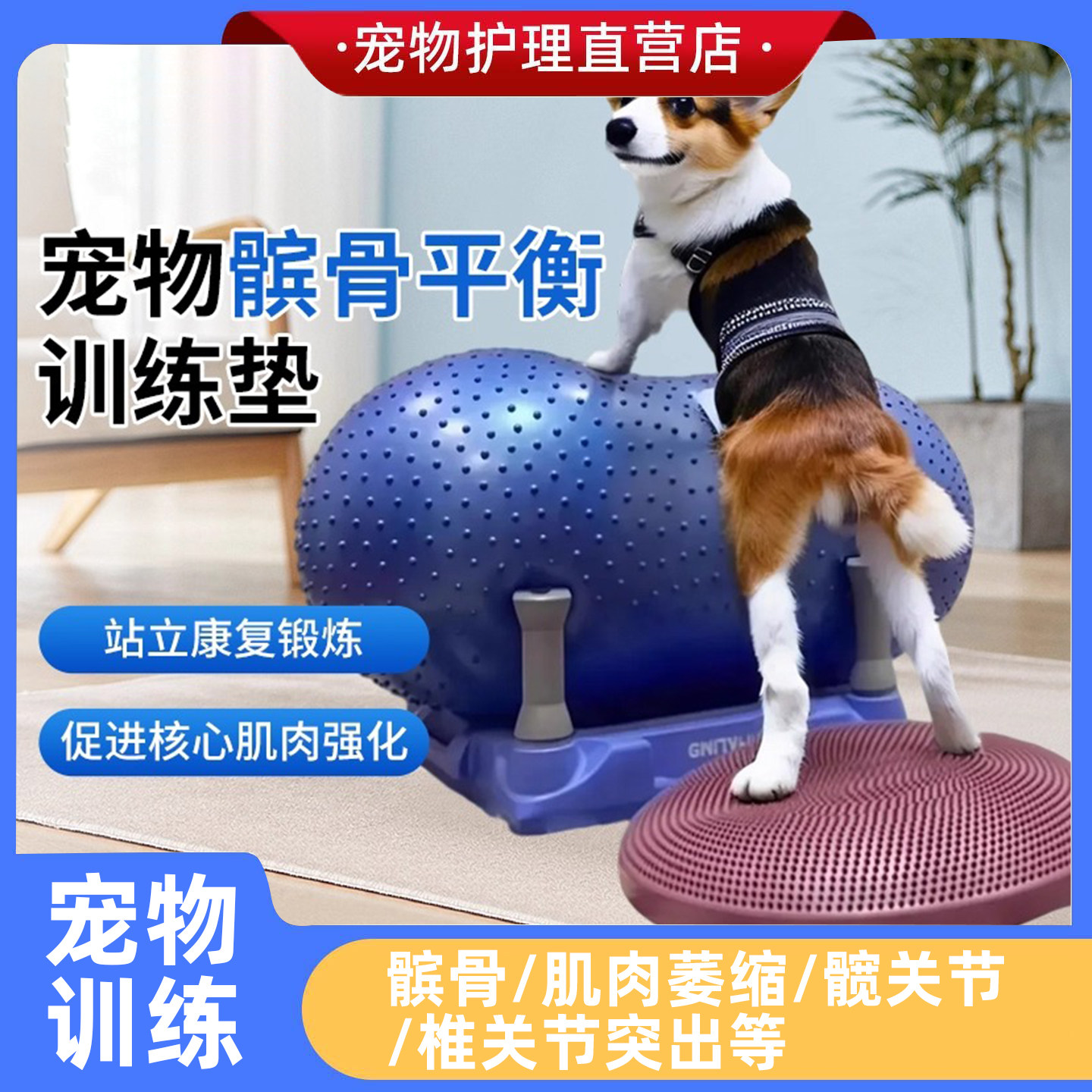狗狗康复健身训练器材推荐：25年新款花生球+力量强化垫实测体验！瘫痪、髌骨脱位后必备训练神器🔥-训练器-淘宝好物网