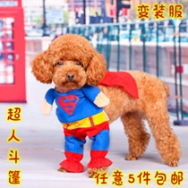 Five pets superhuman Superman Cat Dogs Teddy Poochs are more Superman than Bear Small Dog Dog Clothes Seconds
