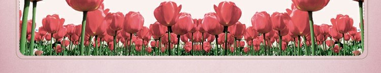 Mua 2 tặng 1 miễn phí thương hiệu cổ Thượng Hải chị em hoa tulip kem hoa tulip kem hoa kem chăm sóc da quốc gia kem dưỡng trắng da mặt ban đêm