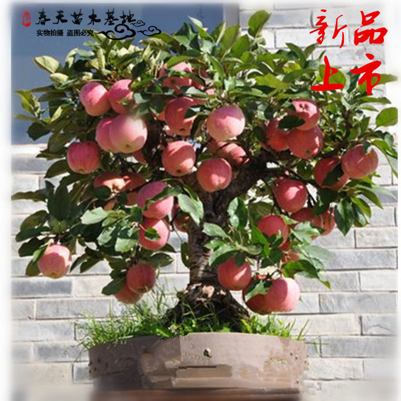 山东瑞林农业企业店